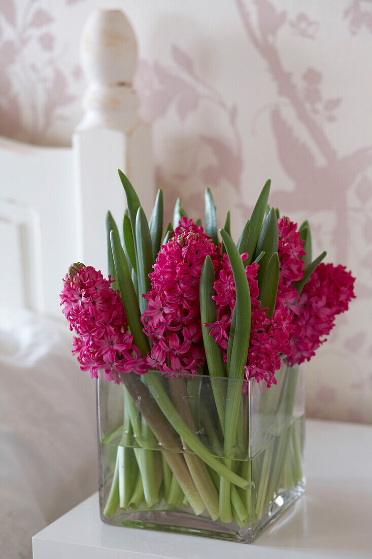 Detail of red hyacinth in a square glass vase on a bedside table