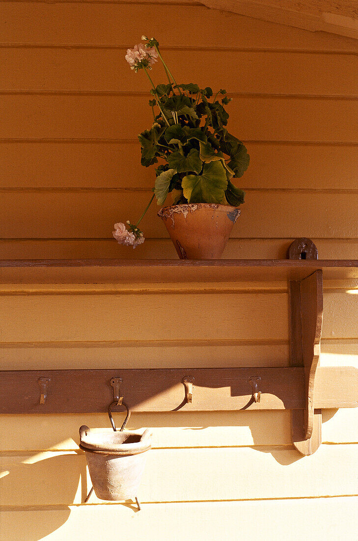 Potted plant on wooden shelf