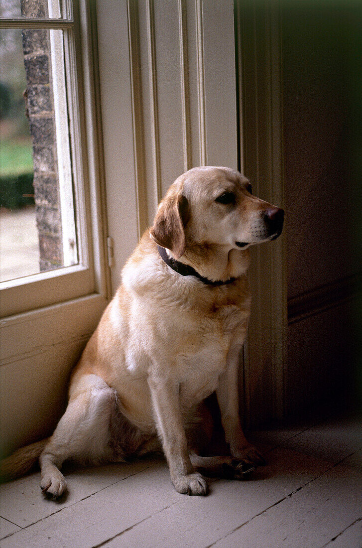 Golden labrador waiting beside front door