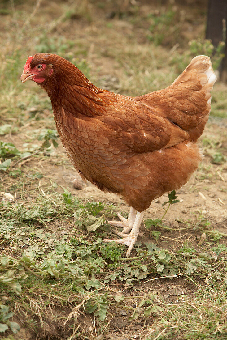 A detail of a chicken