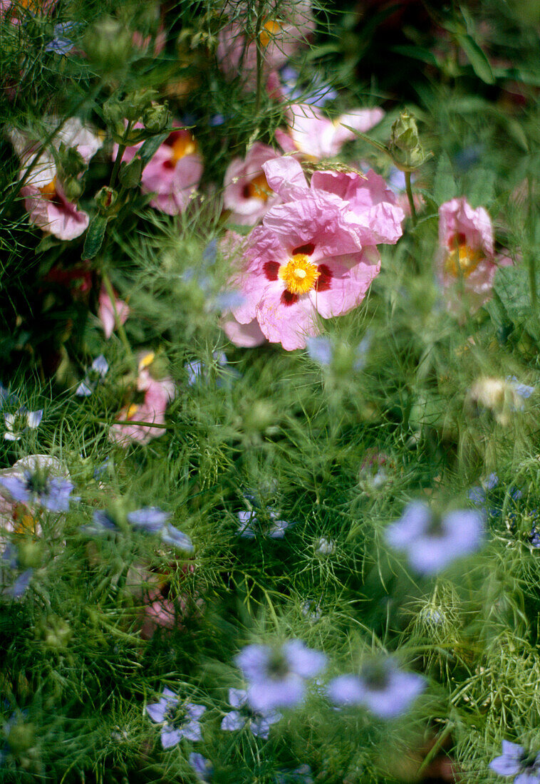 Blumenbeet mit blauen Nigella-Blüten, auch bekannt als Jungfer im Grünen, und rosa Zistrosen (Cistus)
