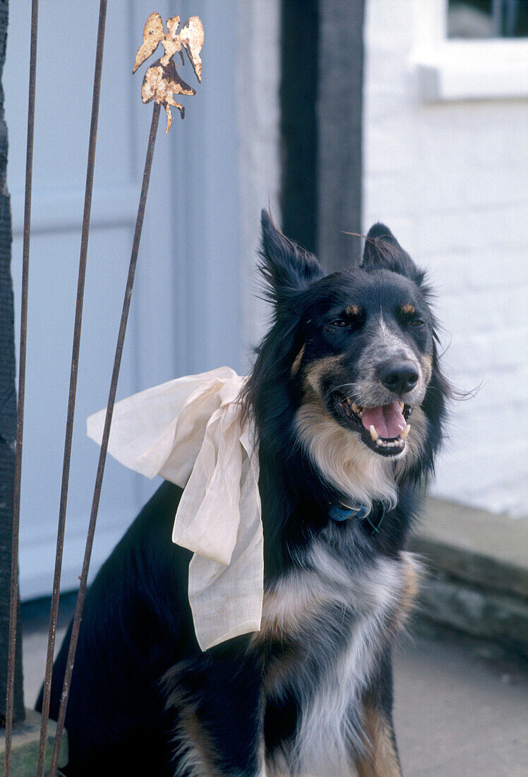 A detail of a dog with ribbon tied to it's collar