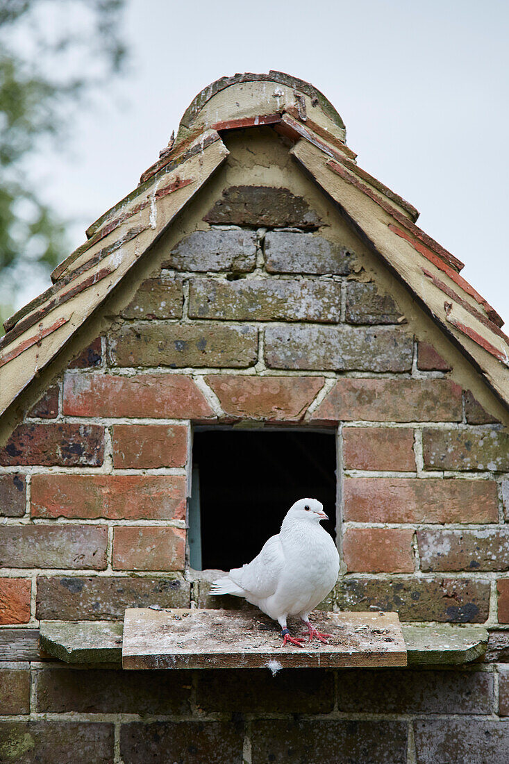 Weiße Taube in East Sussex, Großbritannien