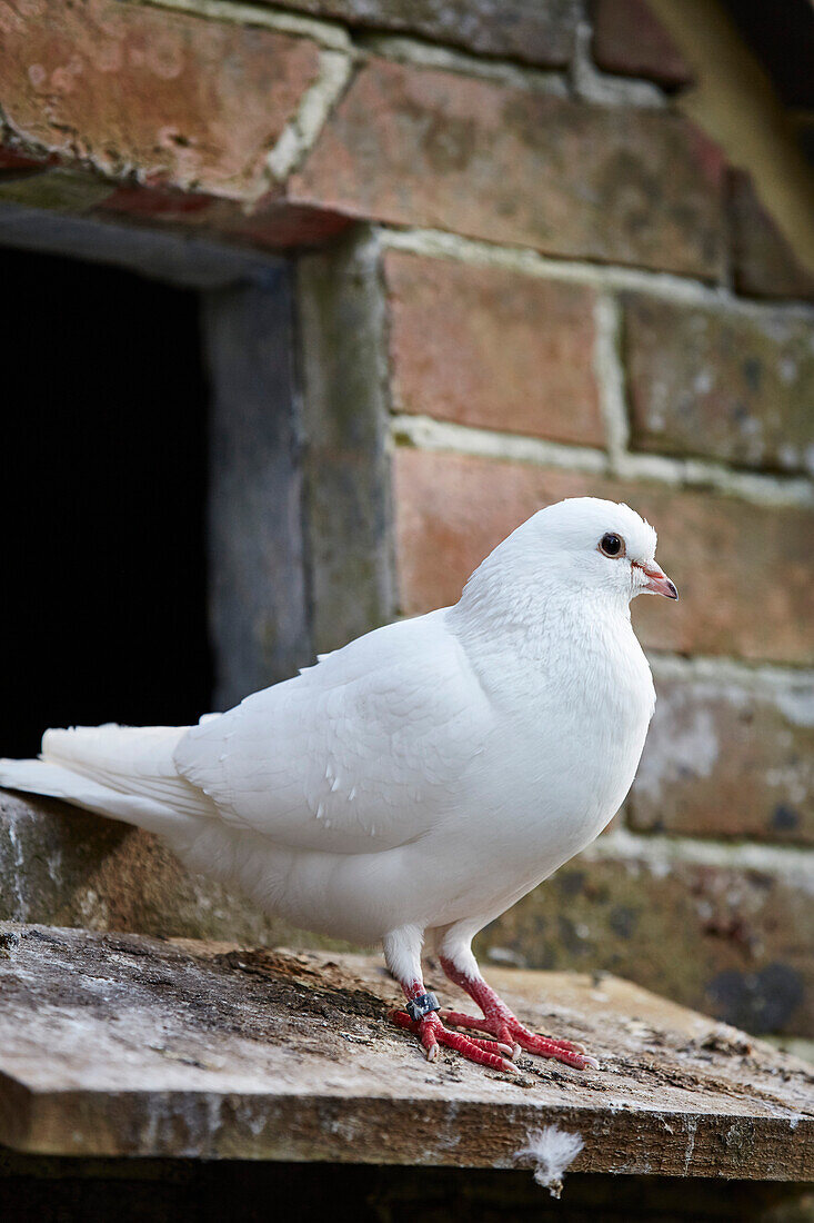 Weiße Taube in East Sussex, Großbritannien