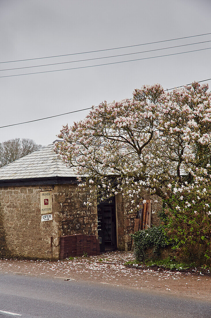 Magnolienbaum vor der Töpferei Prindl in Cornwall, UK
