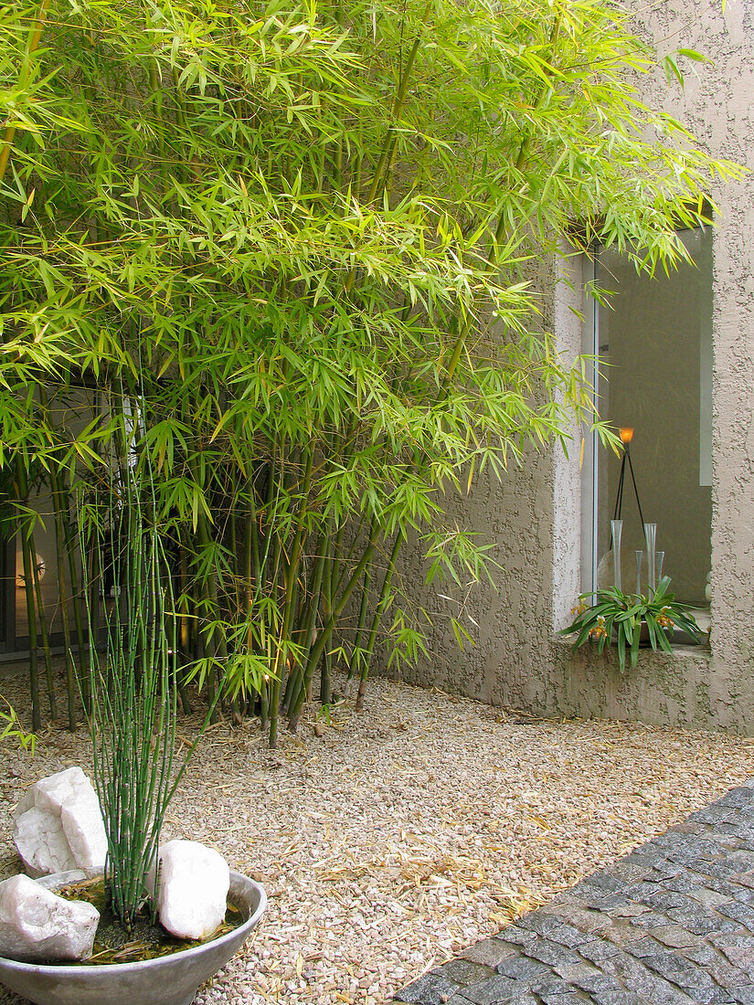 Lebendige grüne Bambuspflanzen in einem Kiesgarten, der als Sichtschutz dient