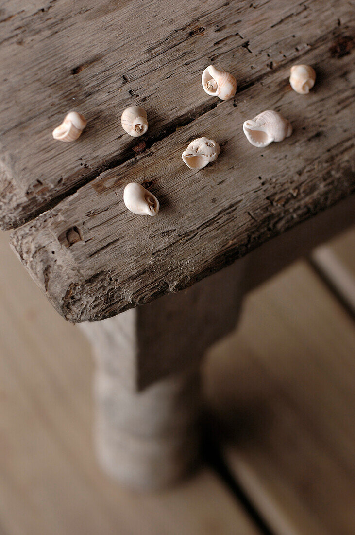 Winzige Muscheln auf einer verwitterten Holztischplatte