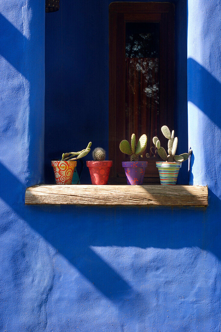 Kakteen auf der hölzernen Fensterbank einer blau gestrichenen Hausfassade