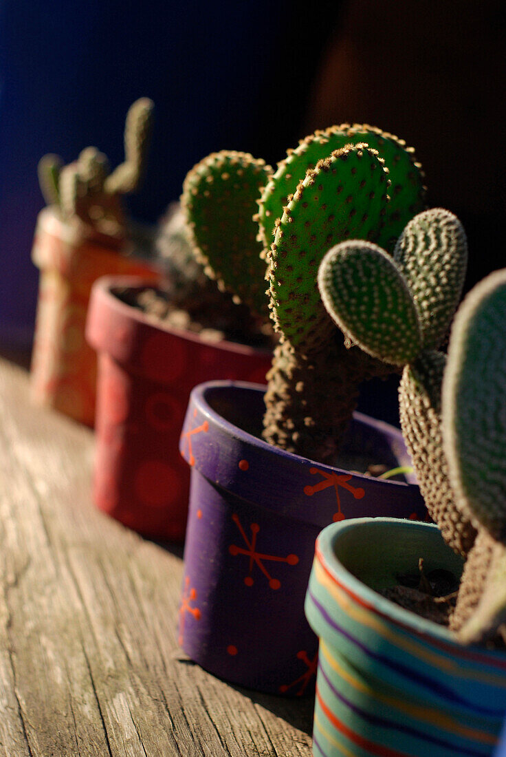 Decorated plant pots with cacti