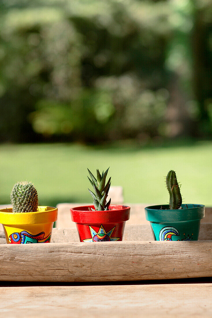 Hand painted pots with cacti
