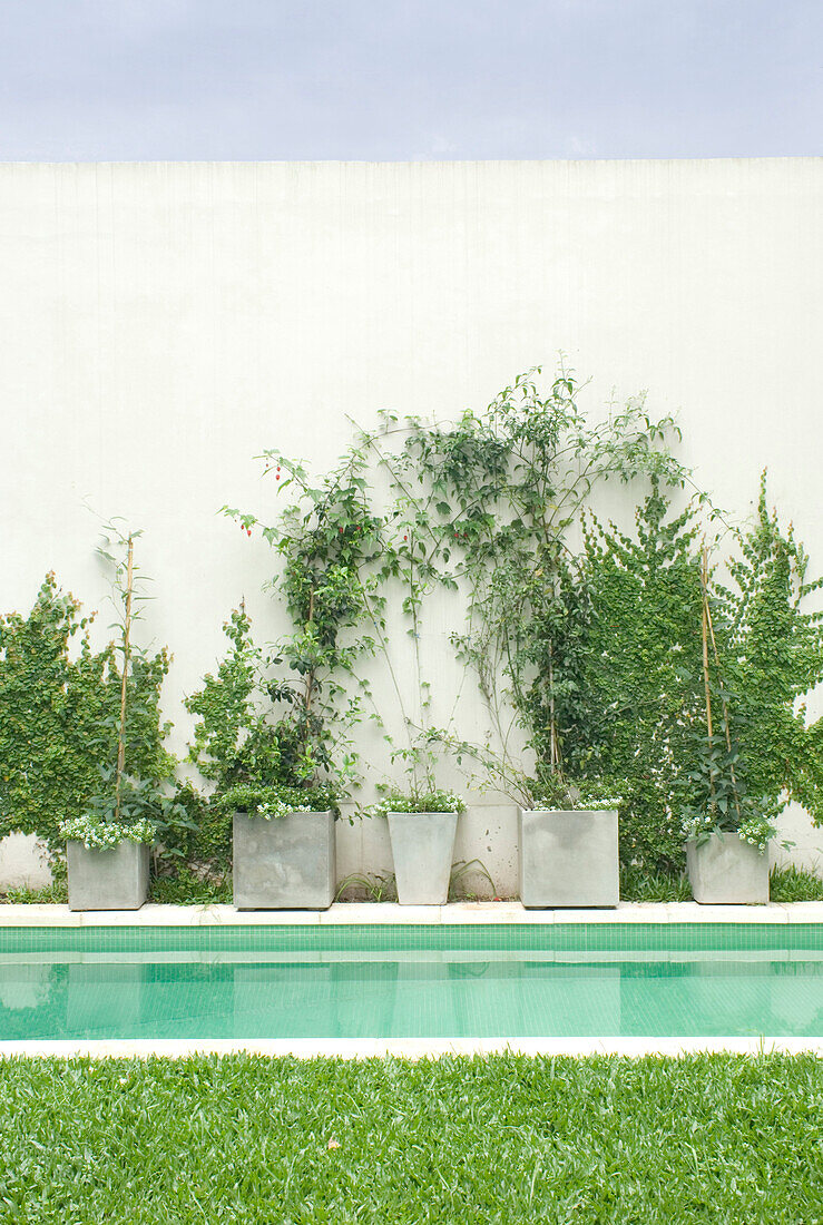 Container plants at poolside set against white external wall