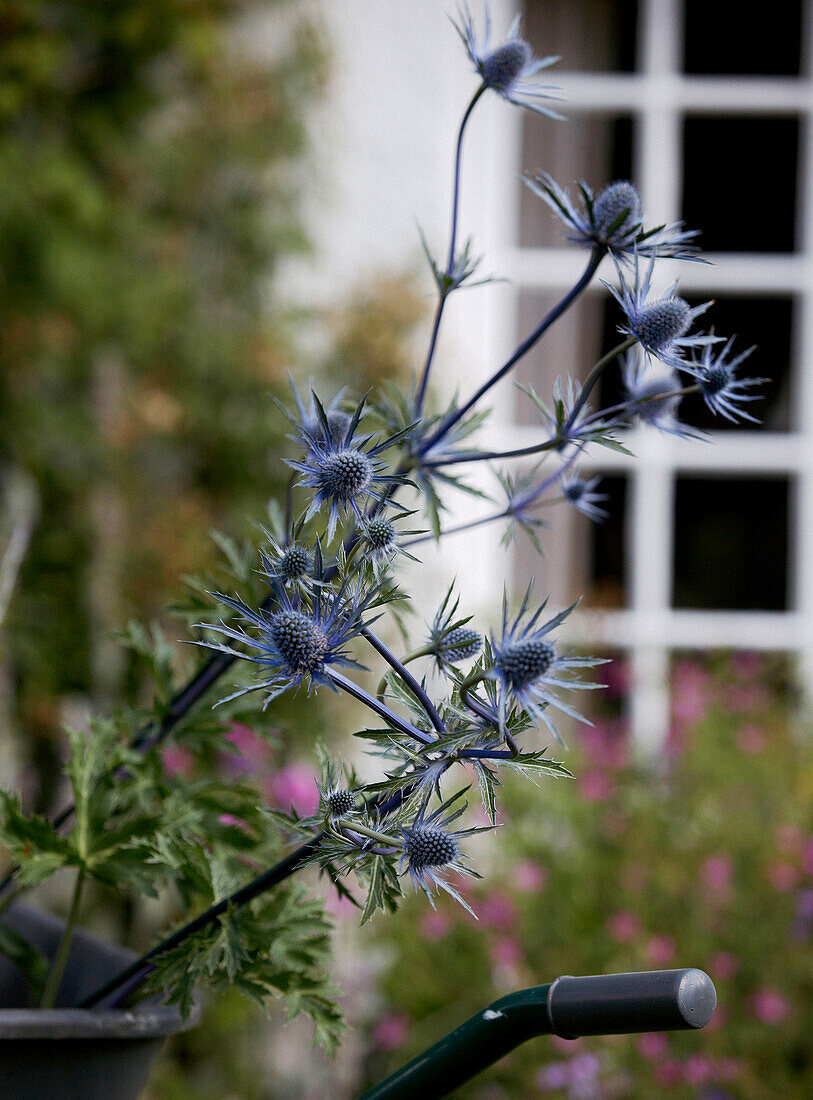 Blaue Blumen zum Bepflanzen in einer Schubkarre in einem Haus in Oxfordshire aus dem 17. Jh.