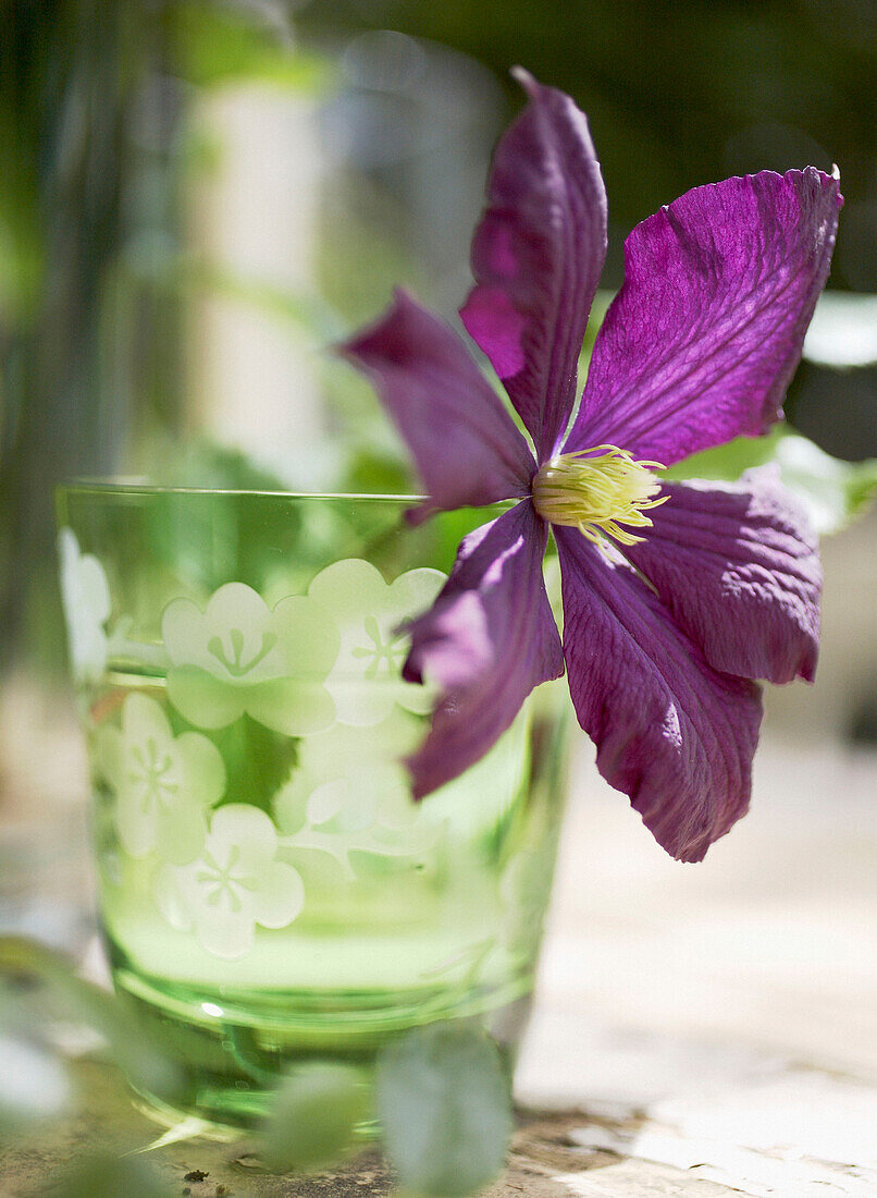 Sonnenbeschienene violette Clematis im Trinkglas