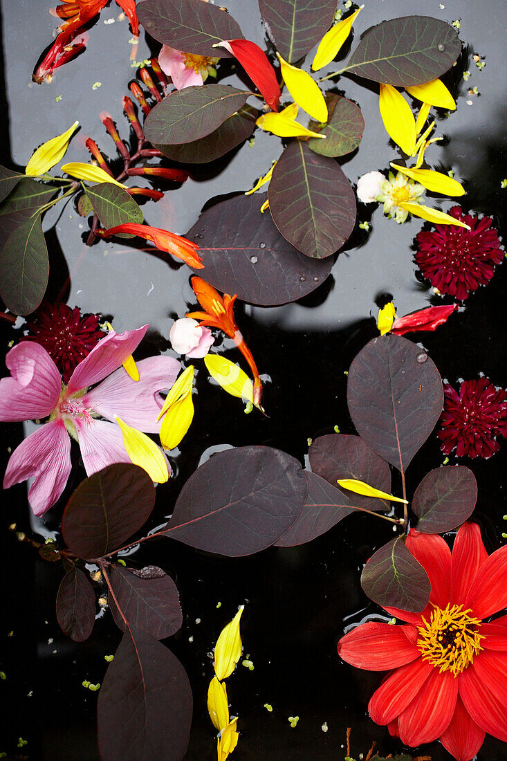 Mehrfarbige Blumen und Blätter schwimmen auf der Wasseroberfläche