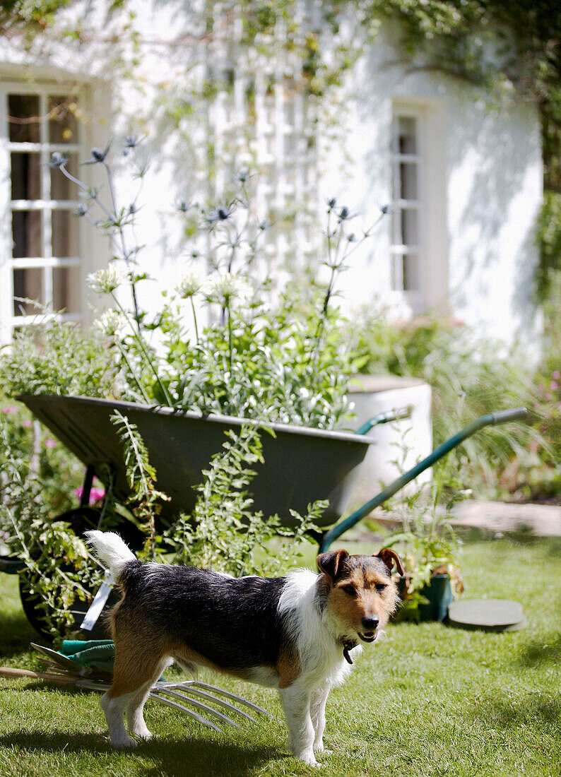 Pet dog and wheelbarrow in garden of 17th century Oxfordshire house