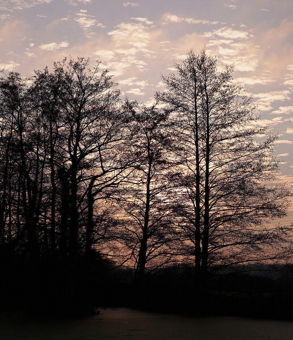 Sonnenuntergang und Winterbäume
