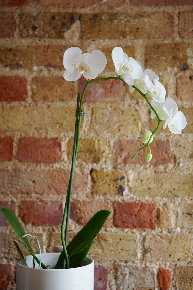 White potted Orchid against exposed brick wall