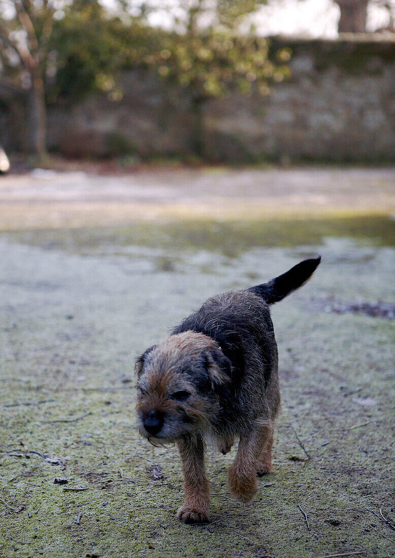 Border Terrier auf dem Gelände eines viktorianischen Schulhauses aus den 1840er Jahren