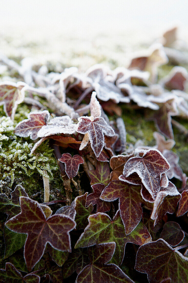Morgenfrost auf Blättern im Winter