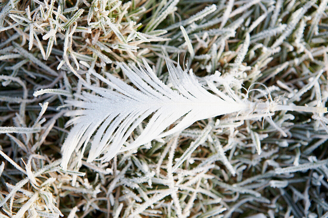 Frosted winter leaf