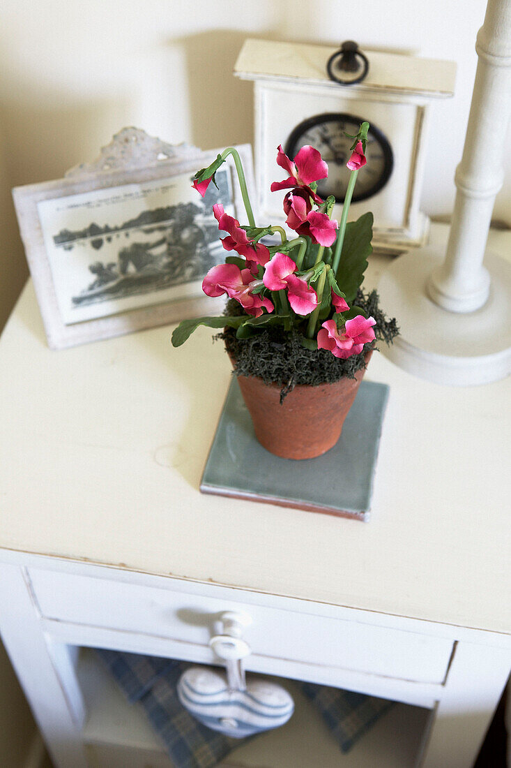 Zimmerpflanze mit Erinnerungsbildern auf einem bemalten Nachttisch