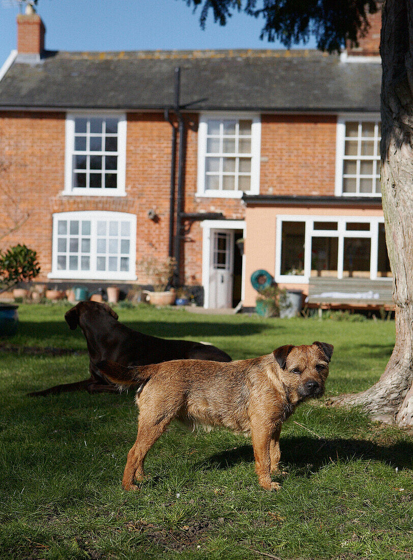 Zwei Hunde auf dem Rasen eines Backsteinhauses