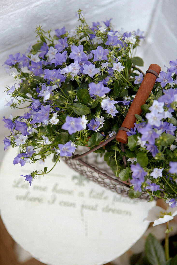 Violette Blumen in einer Hängeampel aus Drahtgeflecht