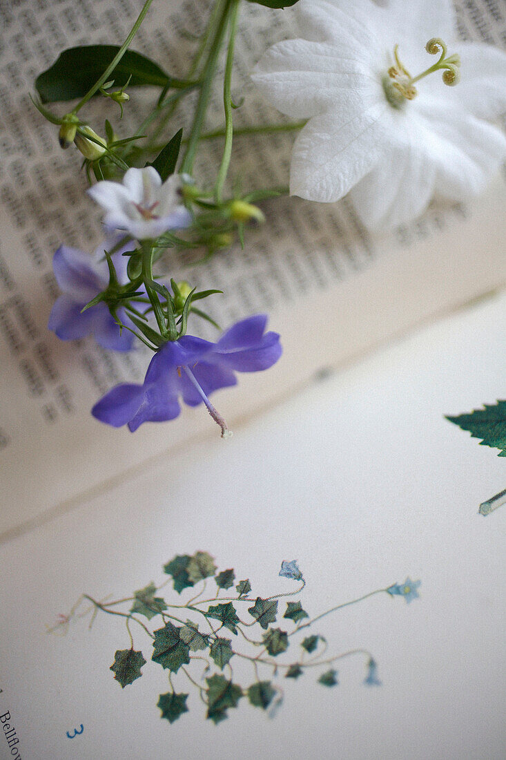 Lila Blumen auf offenem Buch