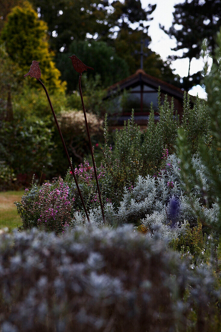 Lavendel (Lavandula) und Baumwoll-Lavendel (Santolina chamaecyparissus) mit Pflanzenstängeln und Gartenhaus