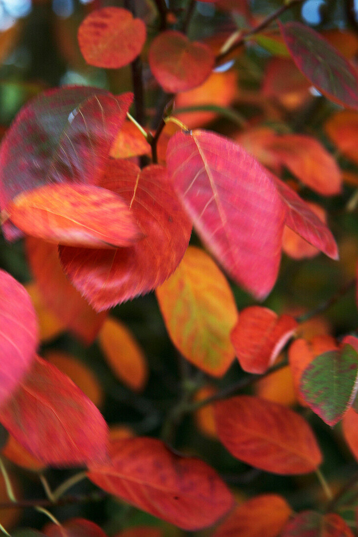 Tupelo (Nyssa) Herbstblätter