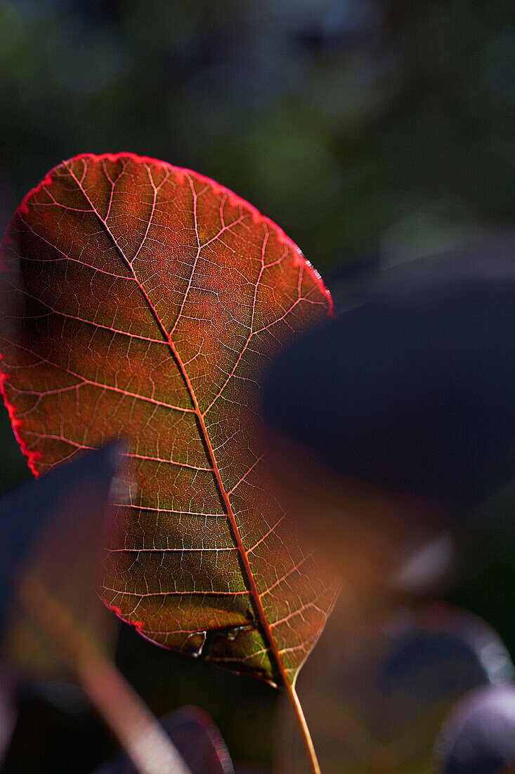 Sunlit Autumn leaf