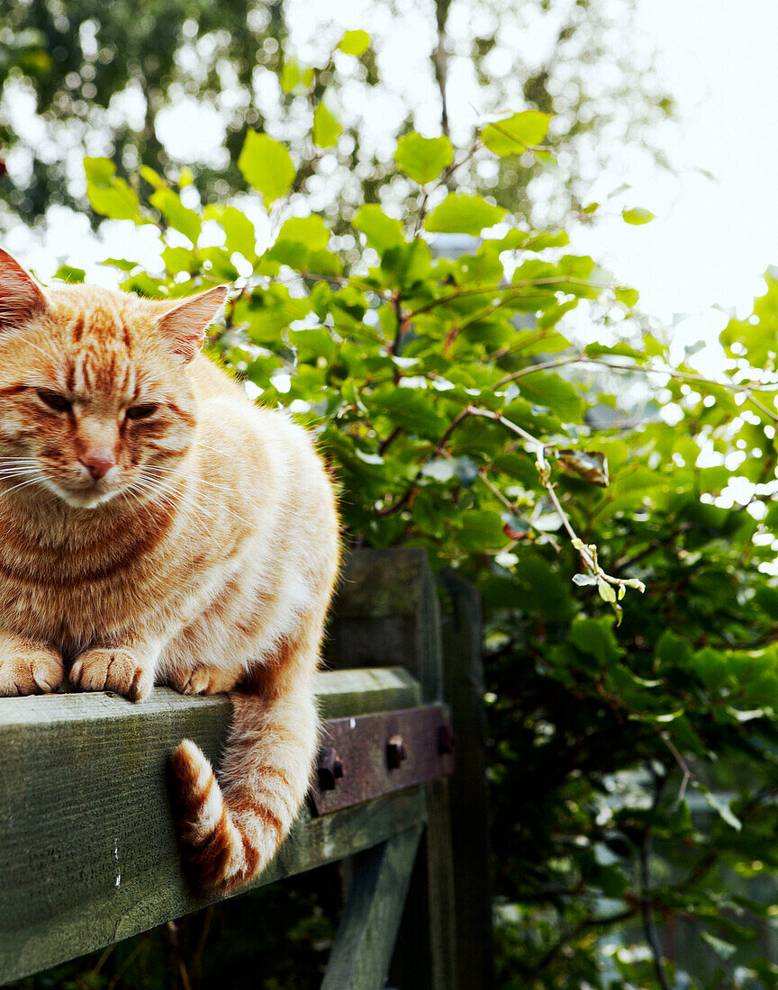 Tabby-Katze sitzt auf einem Tor