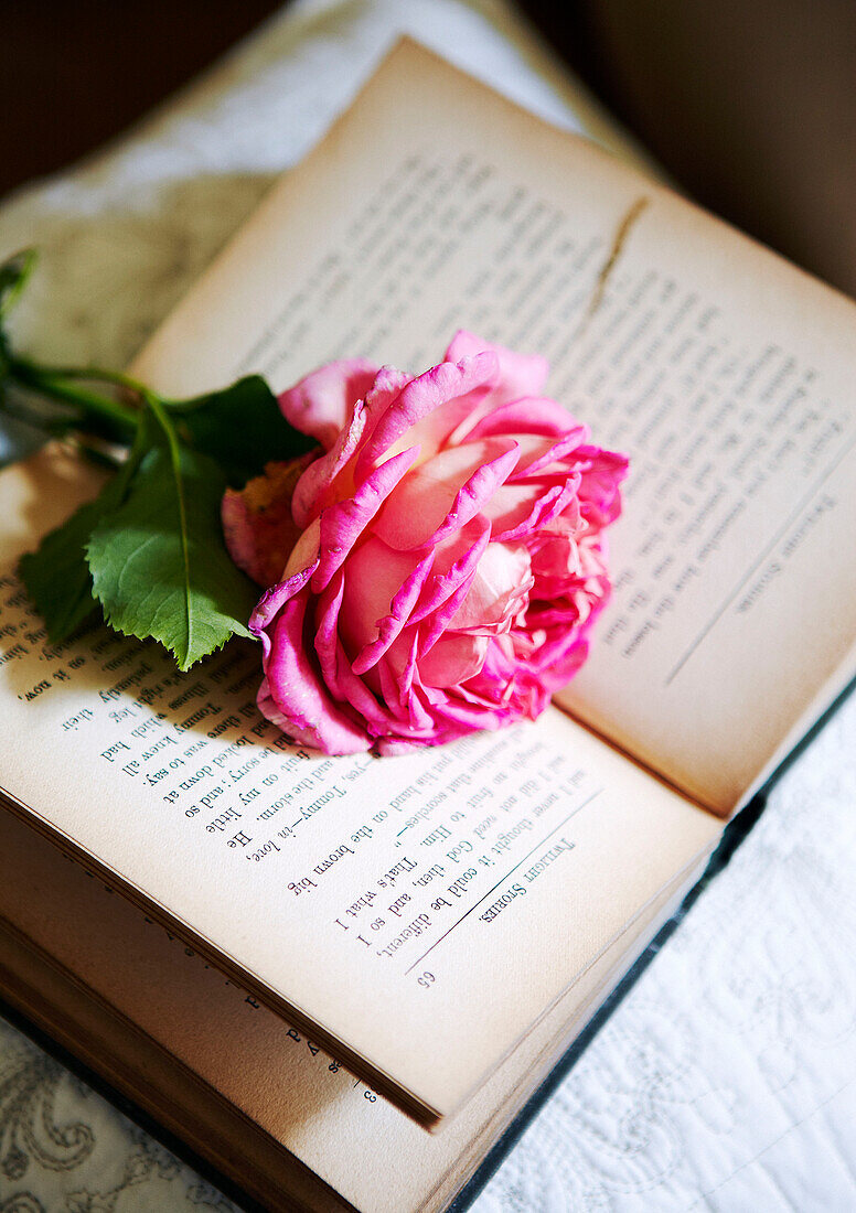 Einstämmige Rose auf offenem Buch