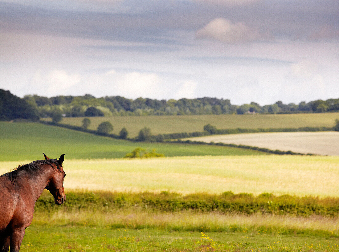 Pferdestatuen blicken über Felder und landwirtschaftliche Flächen