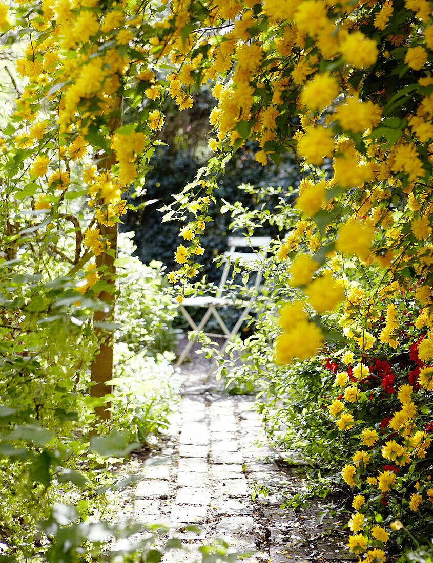 Gelbe Pflanze überwuchert gemauerten Fußweg mit Klappstuhl
