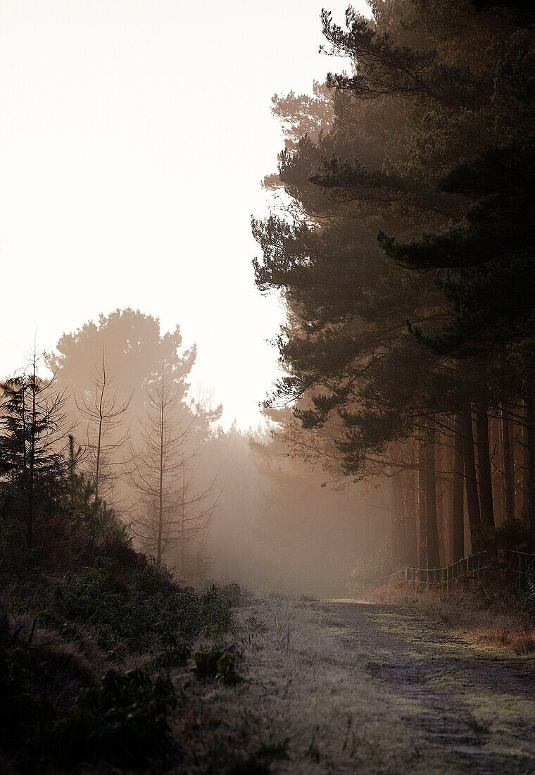 Nebeliger Morgen im Winterwald