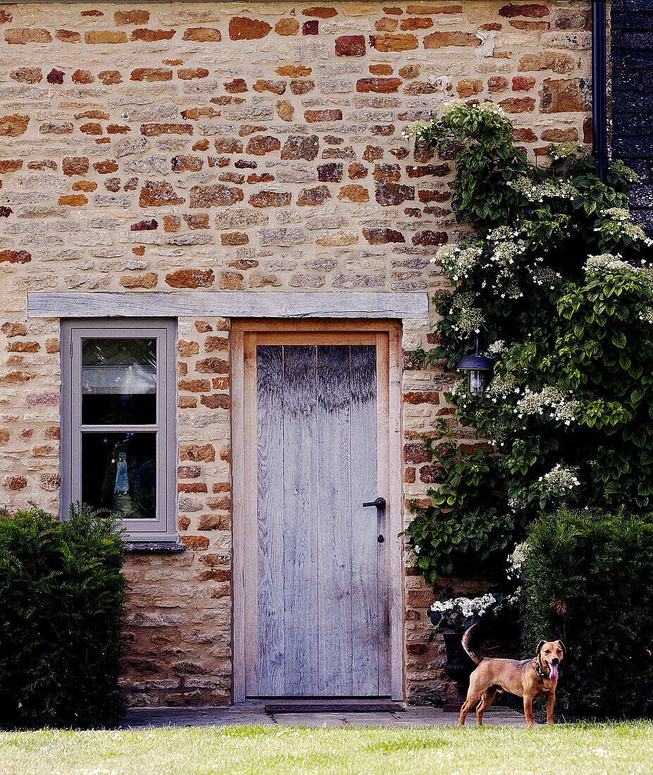 Dog stands at weathered door of stone country farm house