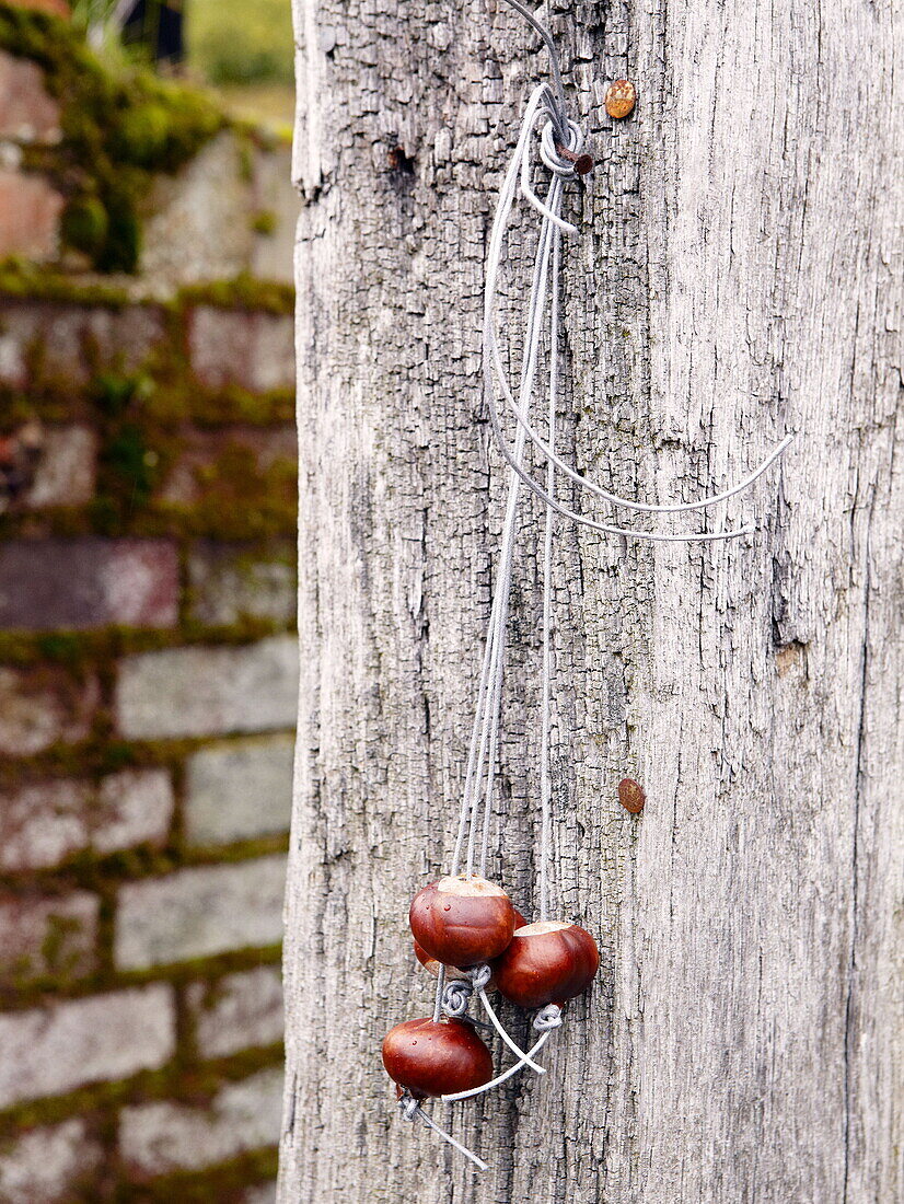 Drei Zapfen hängen an einem Baumstamm im Garten in Essex, England, Vereinigtes Königreich