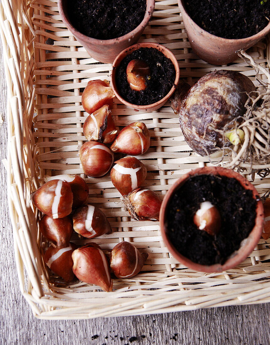 Potting Chestnuts (Castanea) England UK