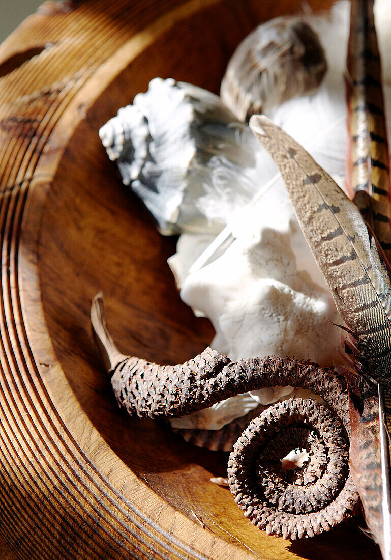 Muscheln und Federn in einer Holzschale in Hampshire, England, UK