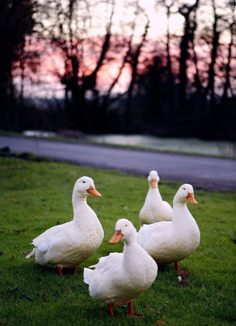 Four white ducks on roadside in rural Surrey England UK
