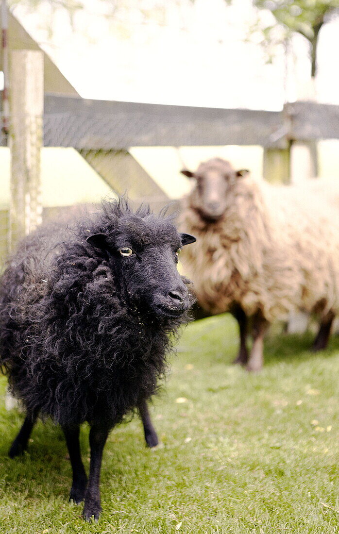 Schwarze Schafe in Abbekerk in der niederländischen Provinz Nordholland in der Gemeinde Medemblik