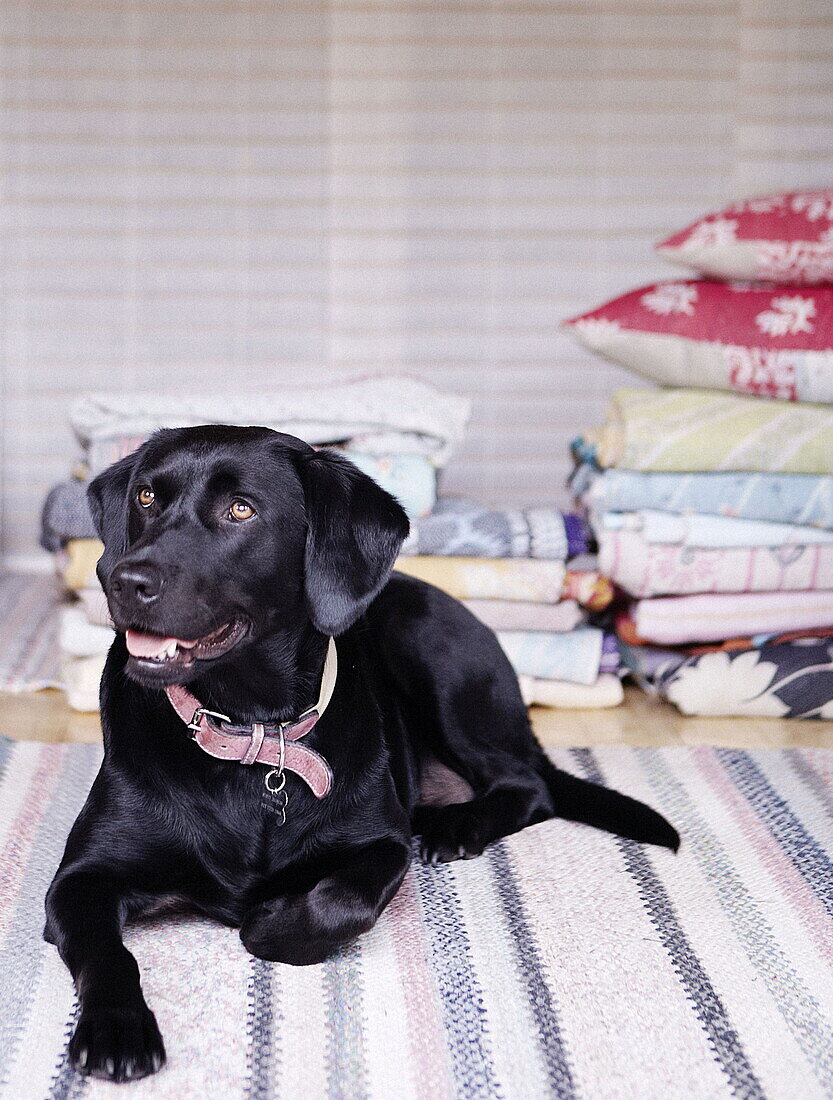 Schwarzer Labrador und gefaltete Decken in einem Londoner Haus UK