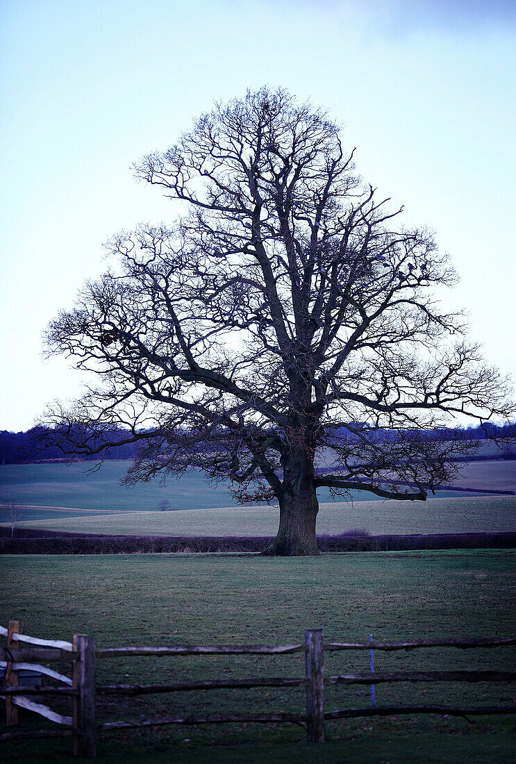 Kahler Winterbaum in der Landschaft von Oxfordshire, England, Vereinigtes Königreich