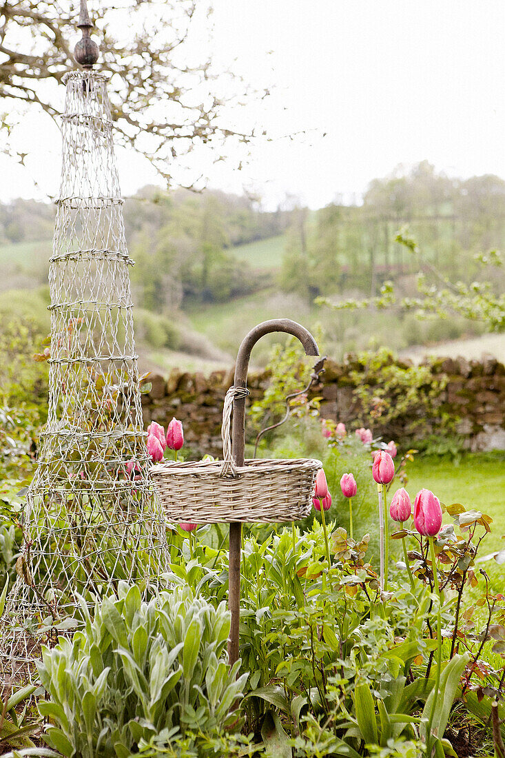 PInk tulips with wicker garden obelisk in rural Oxfordshire, England, UK
