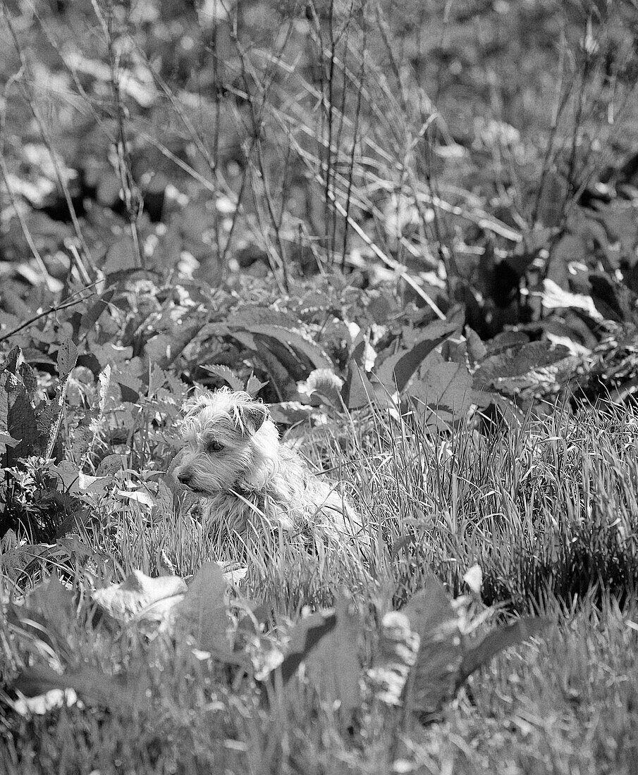 Hund im Gras, ländliches Oxfordshire, England, UK