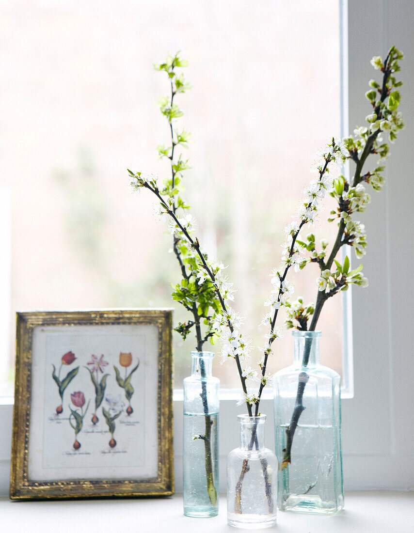Botanical artwork with blossom sprigs on sunlit windowsill in Warwickshire home, England, UK