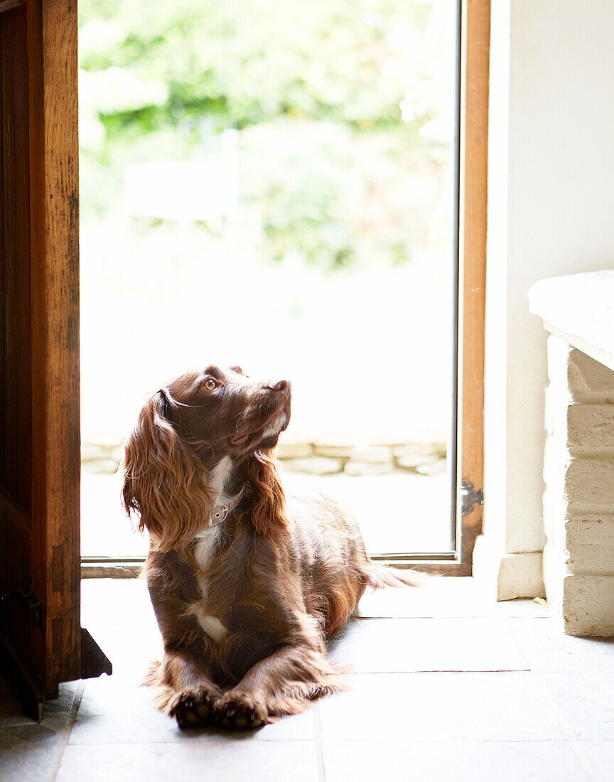 Brauner Hund sitzt in der Tür eines Bauernhauses in Surrey, England UK