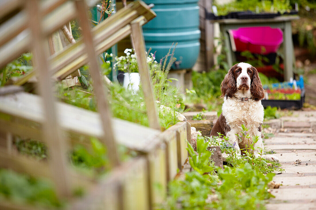 Hund sitzend mit Kälteschutzgitter im Garten in Surrey, England UK