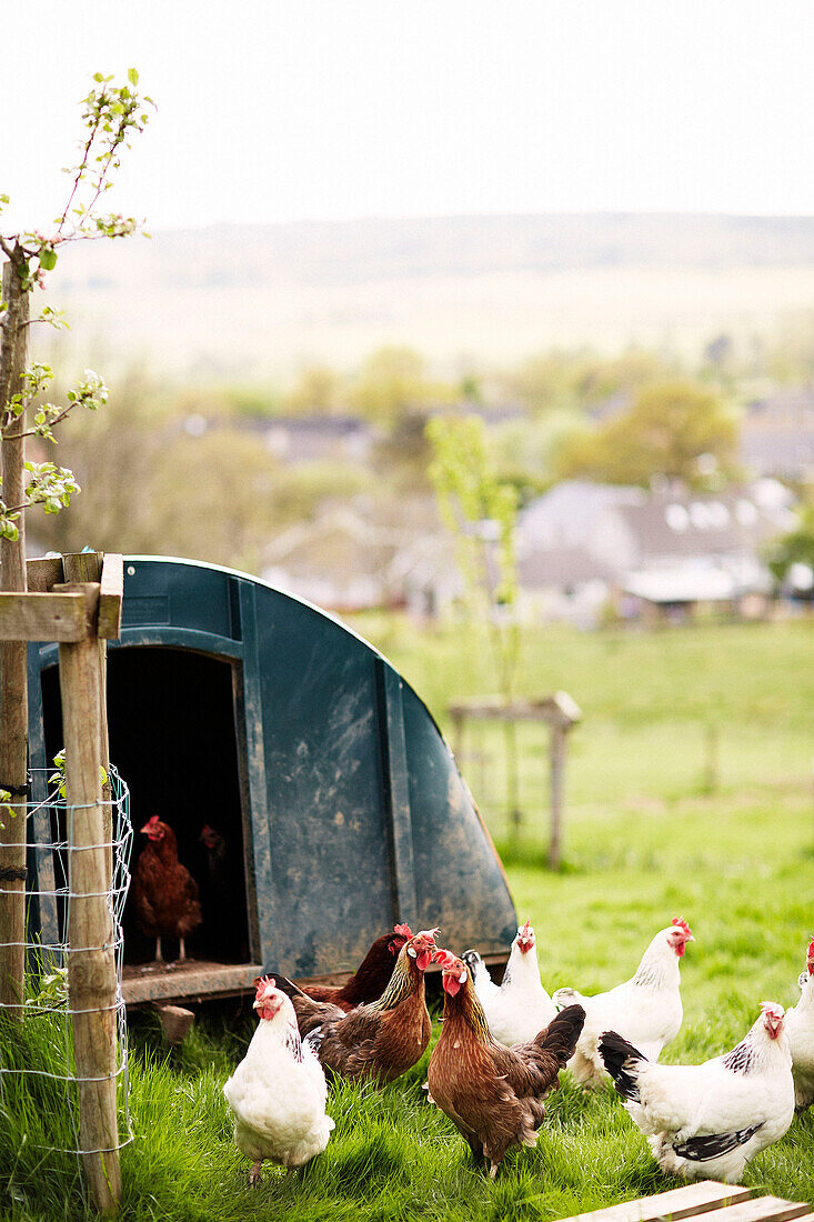 Hens outside chicken coop in rural Derbyshire farmland England UK